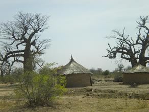 20090507-burkina faso 139 baubab.JPG